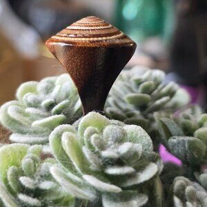 Unusual Wooden Shell Ring, Very Pretty
